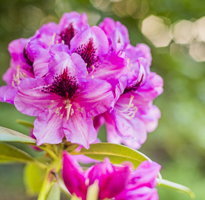 Rhododendronparkfest | Ein Fest für die Sinne: Blütenzauber, Kulturgenuss & Markttreiben., © André Pristaff / Tourismus- und Kur GmbH Graal-Müritz