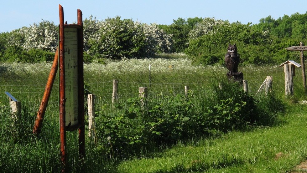 Am Wegesrand klären Informationstafeln über die ornithologische Bedeutung der Oie auf // © MV-T Am Wegesrand klären Informationstafeln über die ornithologische Bedeutung der Oie auf // © MV-T