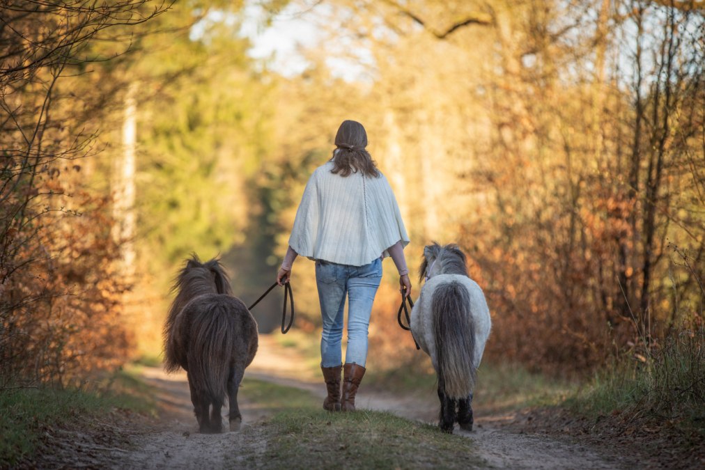 Spaziergang mit Ponys, © Anniemal Fotografie Spaziergang mit Ponys, © Anniemal Fotografie
