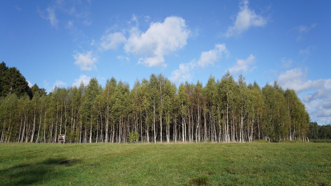 Klimawald Mirow, © Landesforst MV