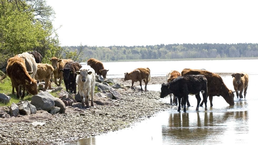 Rinder stehen am Ufer im Salzwasser, © Schillings Gasthof Rinder stehen am Ufer im Salzwasser, © Schillings Gasthof