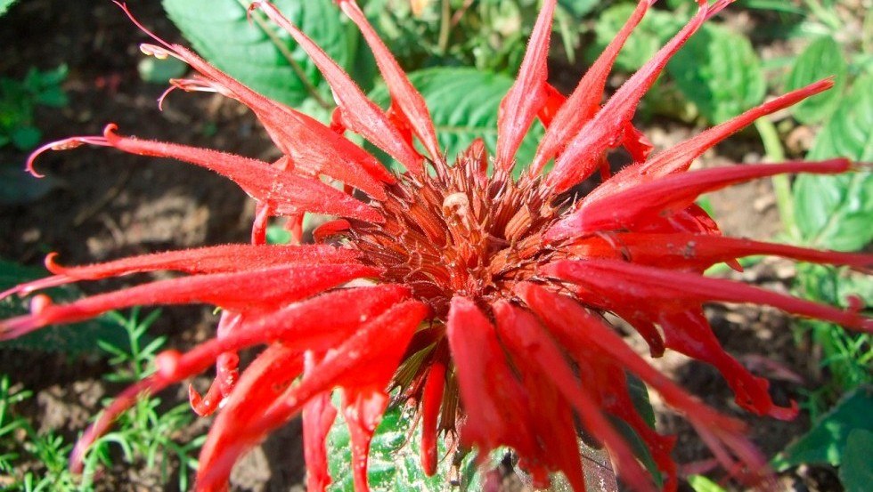 Eetbare bloem van de Indische brandnetel, &copy; Markus Ziegenhagen