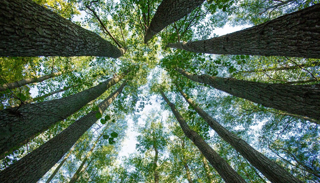 Uitzicht omhoog in oude beukenkronen in het UNESCO Wereldnatuurerfgoed Mecklenburg-Vorpommern met zonlicht.