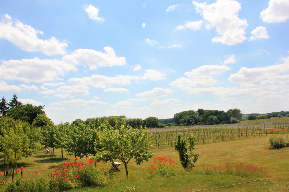 Uitzicht over onze wijngaard en de fruitbomen in de verte, © Brigitte Leberl Uitzicht over onze wijngaard en de fruitbomen in de verte, © Brigitte Leberl