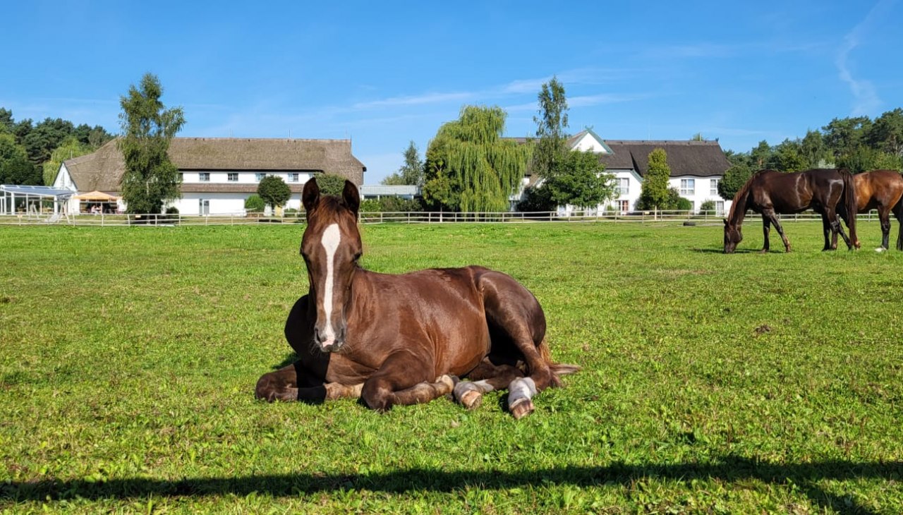 Veulens in onze weide direct naast het hotel, &copy; Hotel Friesenhof