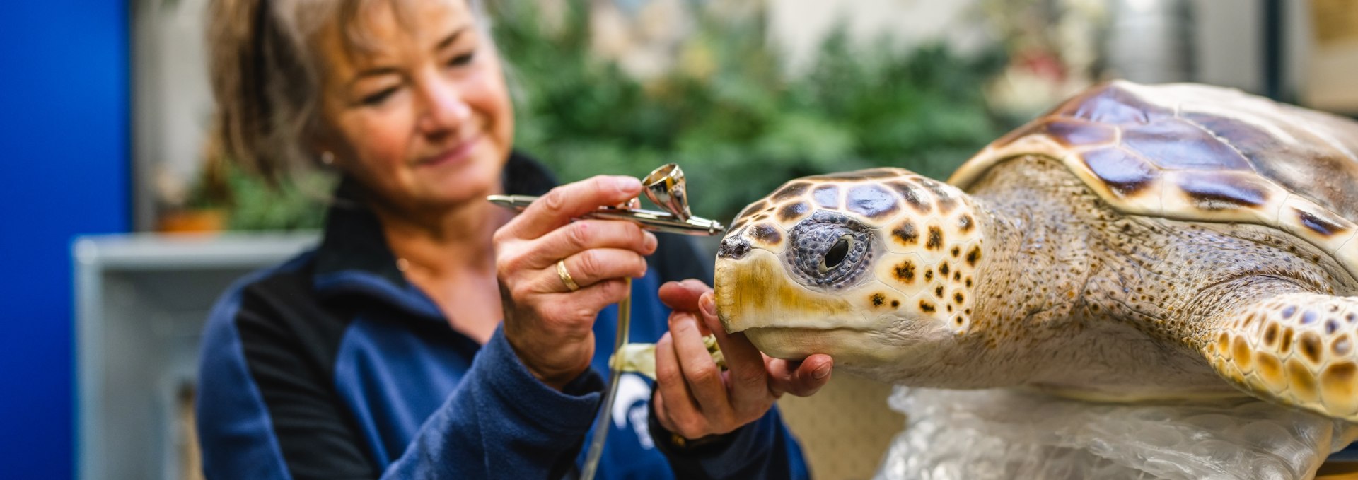 Wer sch&ouml;n sein will, muss geduldig sein: Tierpr&auml;paratorInnen bringen auch bei (l&auml;ngst verblichenen) Schildkr&ouml;ten ein wenig Farbe ins Spiel, &copy; TMV/Gross