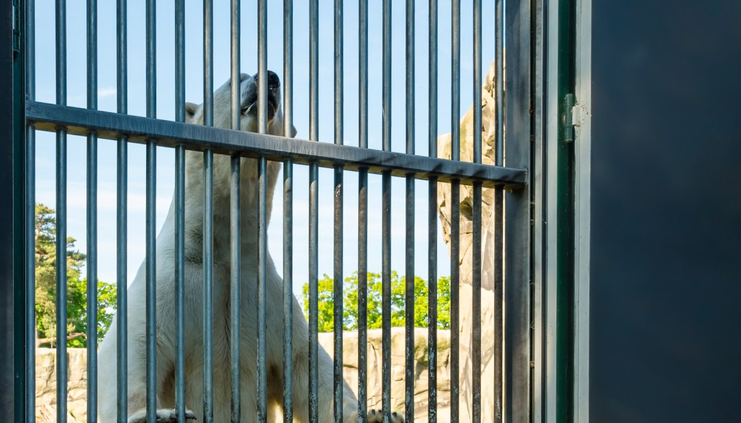 Ein Eisbär steht am Gehegezaun auf den beiden Hinterbeinen. Vor ihm steht ein kleiner Junge. // „Der Aki sieht ja ganz freundlich aus“, freut sich Erik. // © MV-T/Tiemann Ein Eisbär steht am Gehegezaun auf den beiden Hinterbeinen. Vor ihm steht ein kleiner Junge.