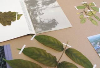 &copy; from "StonesMove. Trees Speak". Courtesy Helene Sommer