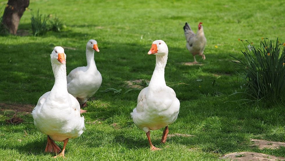 Auf dem Hof leben neben Gänsen auch noch Kühe, Hühner, Kaninchen und Katzen. // © Ferienhof Hafflandsichten Auf dem Hof leben neben Gänsen auch noch Kühe, Hühner, Kaninchen und Katzen. // © Ferienhof Hafflandsichten