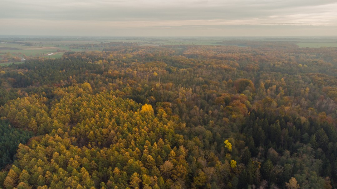 Barther Stadtforst, © Arndt Gläser Barther Stadtforst, © Arndt Gläser