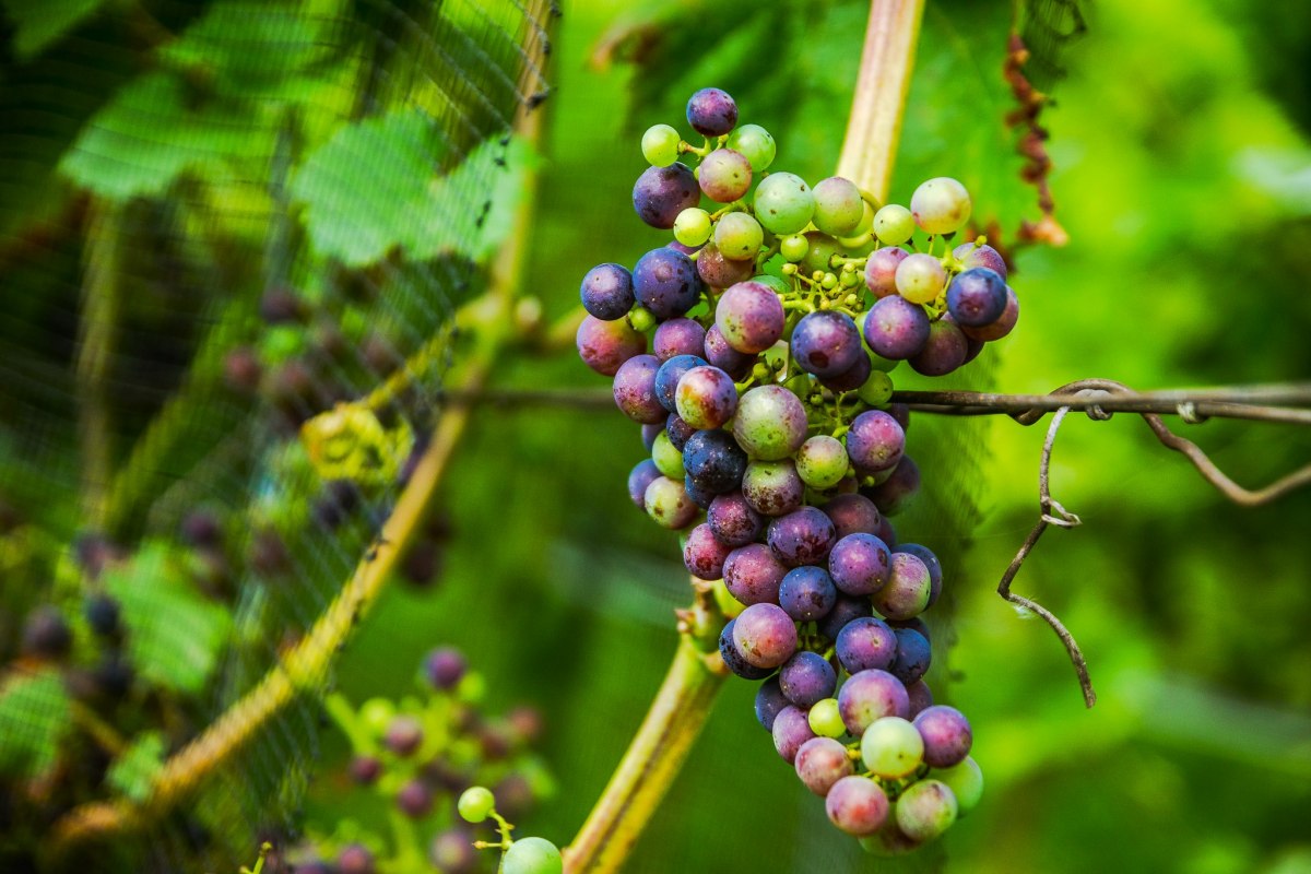 Kasteel Rattey Wijnmakerij // © Weingut Schloss Rattey | Inselmühle Usedom GmbH Kasteel Rattey Wijnmakerij // © Weingut Schloss Rattey | Inselmühle Usedom GmbH