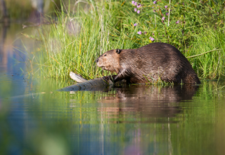Mit ein wenig Gl&uuml;ck werden wir Biber und andere Bewohner der Flusslanden entdecken. // &copy; Corina Posselt