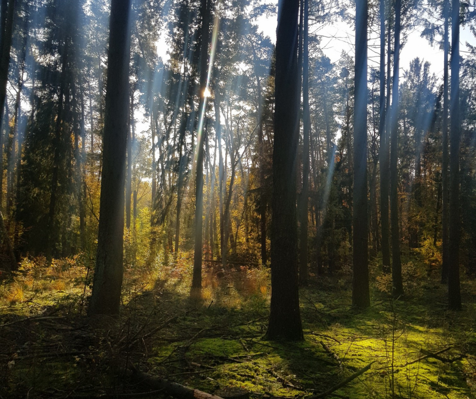 © Waren (Müritz)-Information © Waren (Müritz)-Information