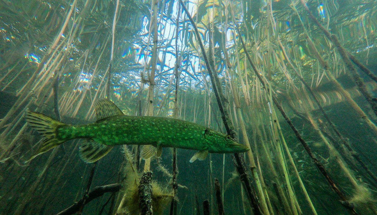 095E200C-C70D-443D-81AA-546B60FA646B, © Tauchcenter Feldberg 095E200C-C70D-443D-81AA-546B60FA646B, © Tauchcenter Feldberg