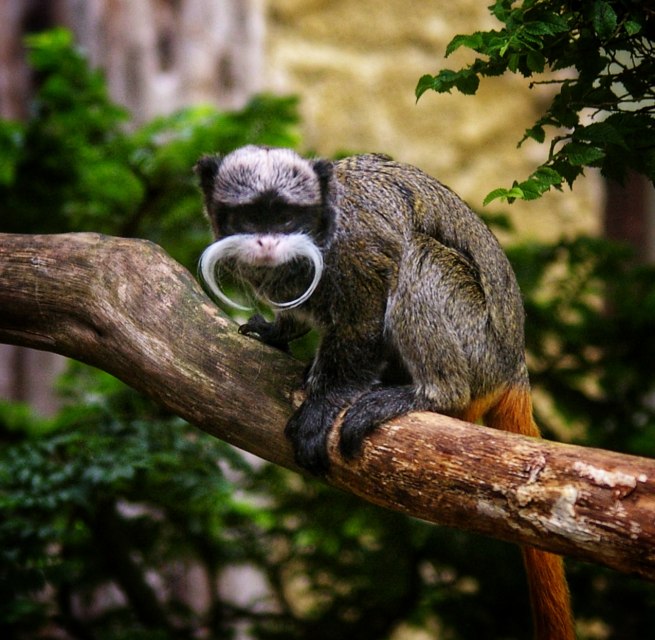 © Zoo Stralsund © Zoo Stralsund