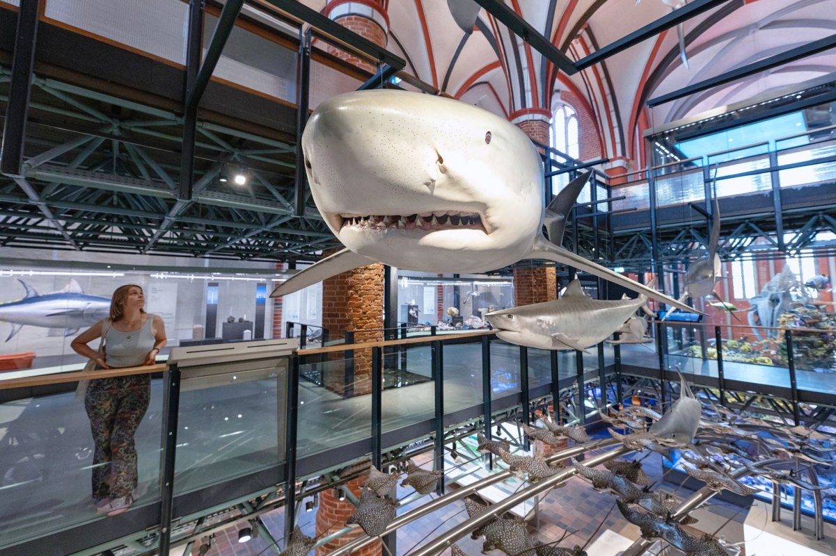 Beeindruckende originalgroße Haimodelle schweben unter dem Gewölbe der Katharinenhalle // © Anke Neumeister/Deutsches Meeresmuseum Beeindruckende originalgroße Haimodelle schweben unter dem Gewölbe der Katharinenhalle // © Anke Neumeister/Deutsches Meeresmuseum