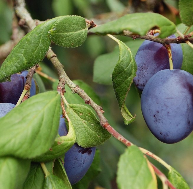 Pflaumenbaum // &copy; brumarotta