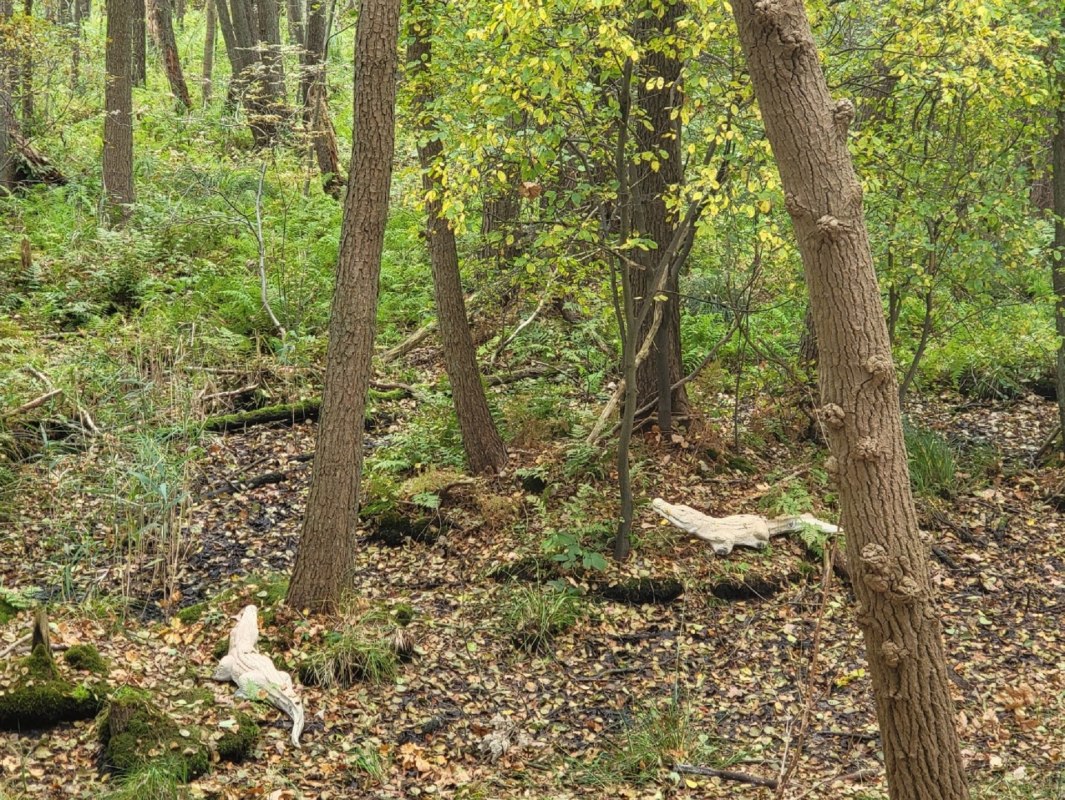 &copy; Dr. Diana Siebert