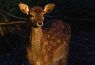 Nachtsafari Zoo Schwerin // © Zoo Schwerin Nachtsafari Zoo Schwerin // © Zoo Schwerin