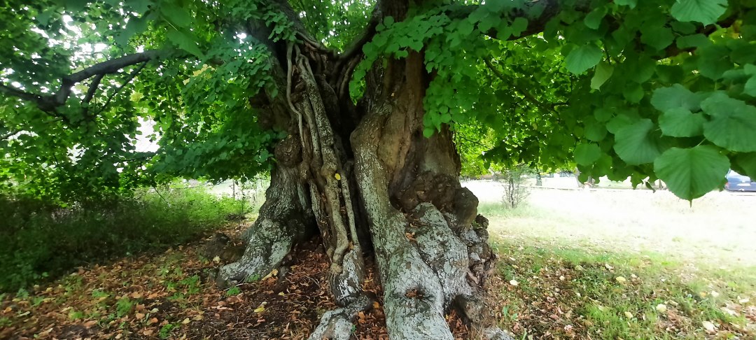 Alte Linde, © Waren (Müritz)-Information