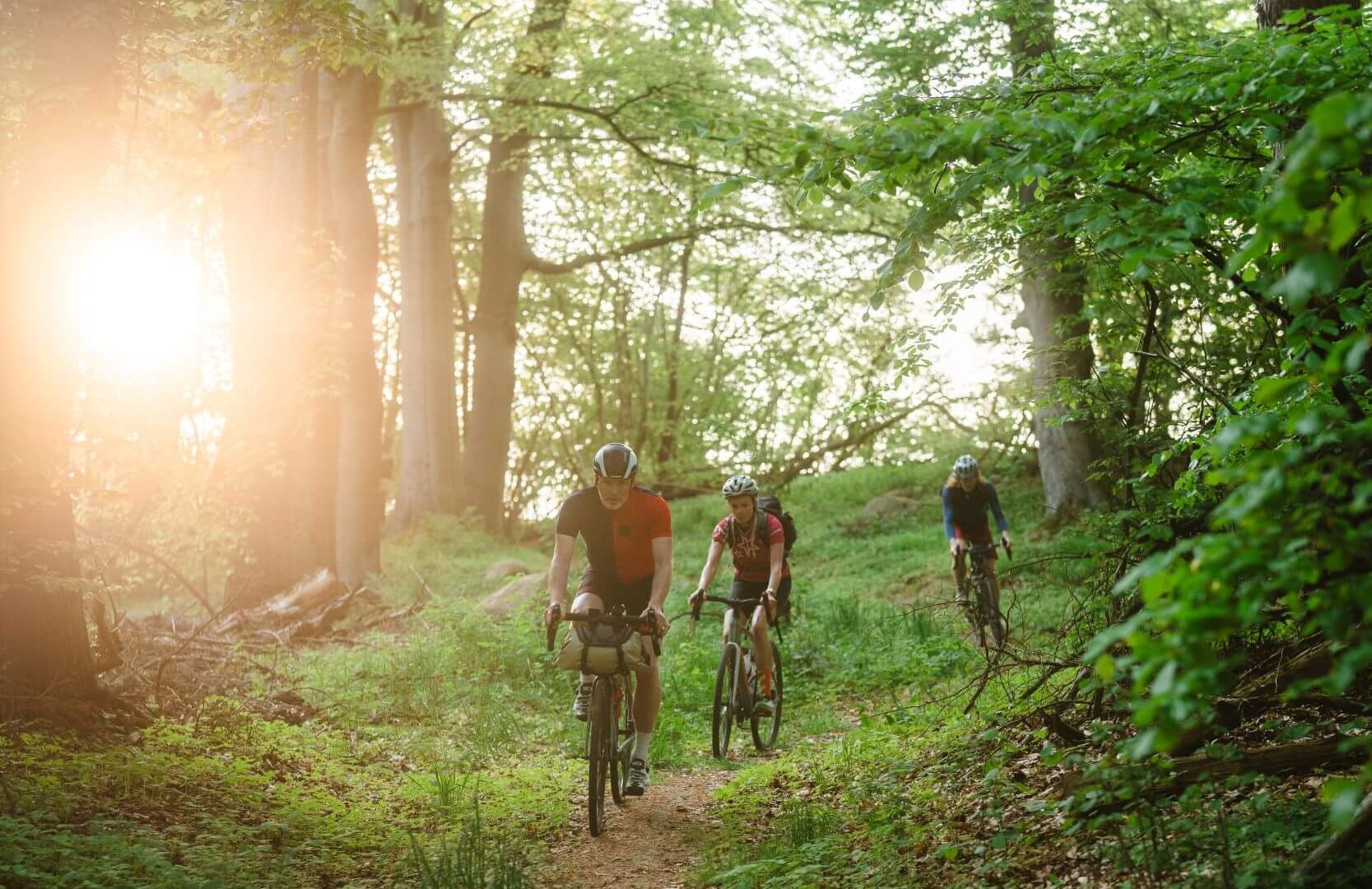 Die Abfahrt vom Himmelfahrtsberg nach Demmin führt durch einen wunderschönen Buchen- und Kastanienwald. // © MV-T/Gross Die Abfahrt vom Himmelfahrtsberg nach Demmin führt durch einen wunderschönen Buchen- und Kastanienwald.