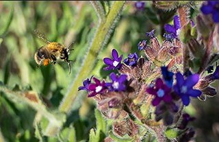 © (c) H.Pfeffermann © (c) H.Pfeffermann