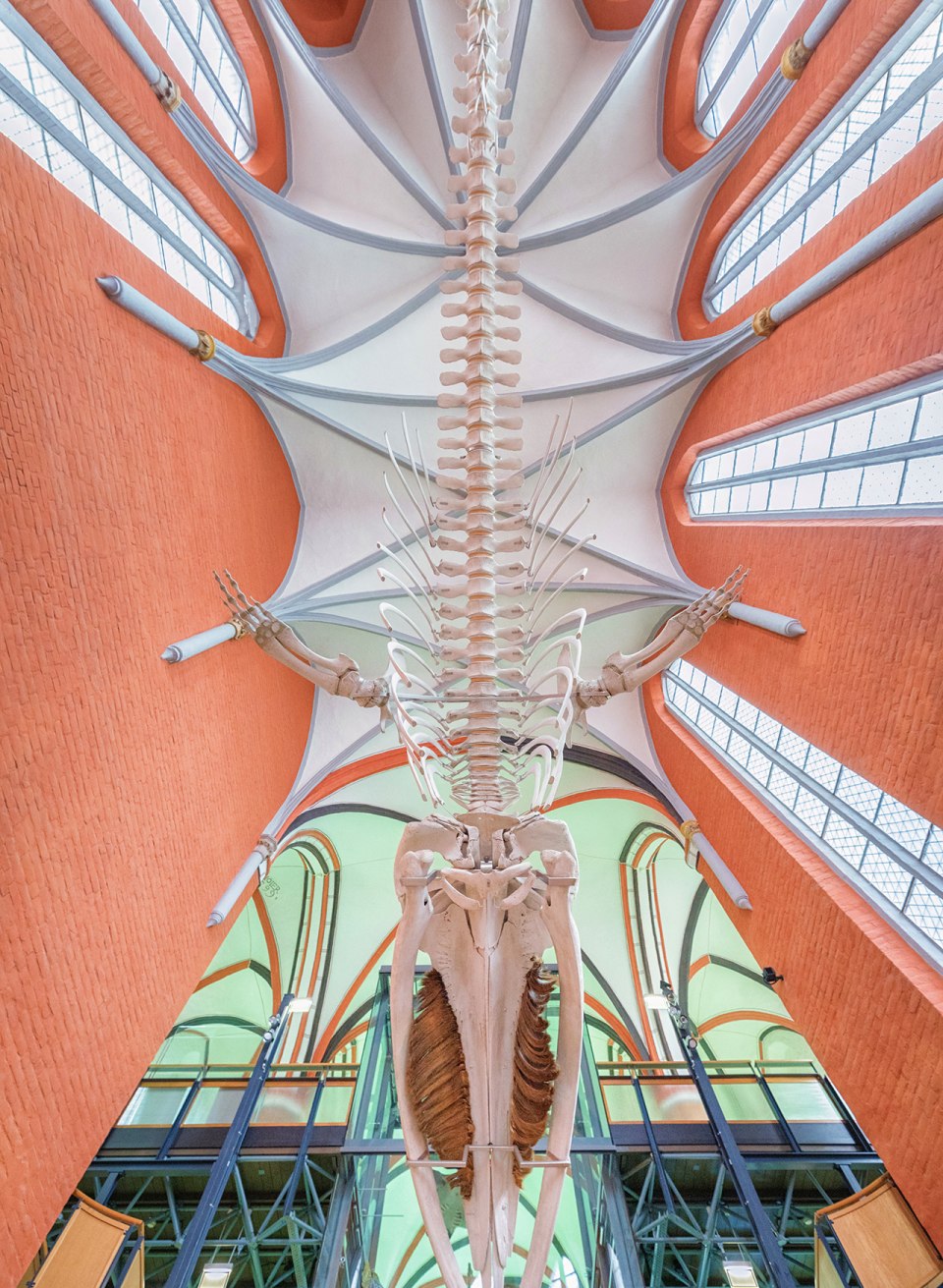 Enth&uuml;llt - so sieht das Finnwalskelett nun im Chor der fr&uuml;heren Klosterkirche wirklich aus - ein Highlight der Ausstellung, &copy; Anke Neumeister