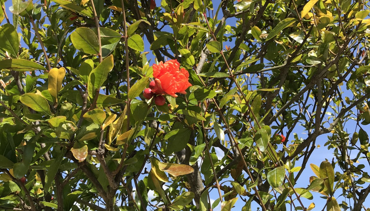 Offene G&auml;rten, &copy; Stadt Ludwigslust