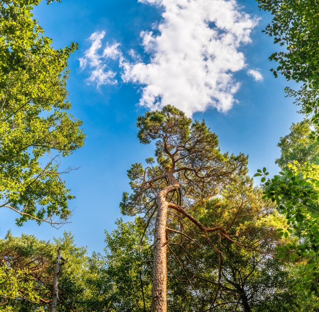 Waldbaden im Ostseeheilbad Graal-M&uuml;ritz | mit Torsten Maa&szlig; // &copy; Andr&eacute; Pristaff / TuK
