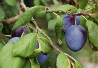 Pflaumenbaum // © brumarotta Pflaumenbaum // © brumarotta