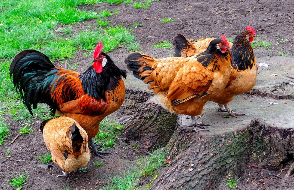 &copy; Freilichtmuseum Klockenhagen