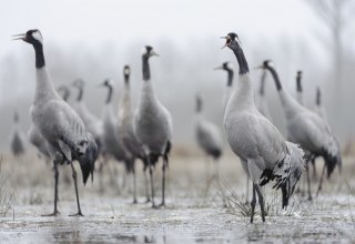 Kraniche, © Dieter Damschen