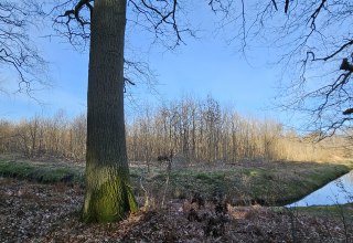Seit 2011 wachsen die Bäume im Klimawald Koserow (Insel Usedom) // © Landesforst MV Seit 2011 wachsen die Bäume im Klimawald Koserow (Insel Usedom) // © Landesforst MV