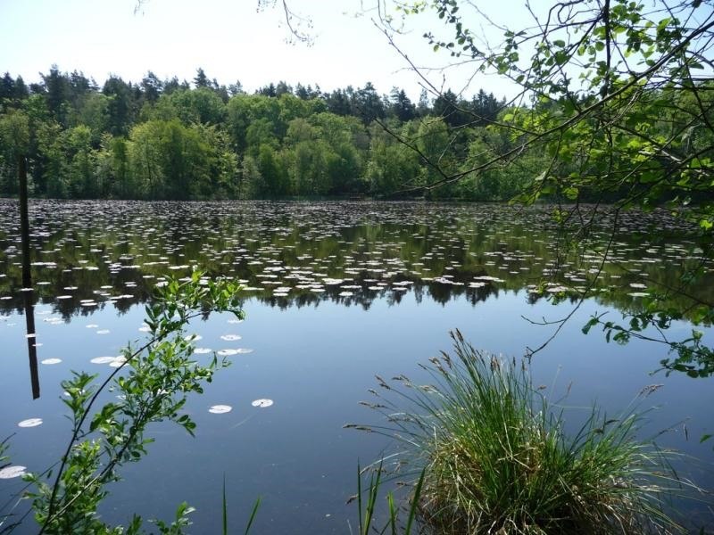 rohrteich, &copy; Martin Neumann