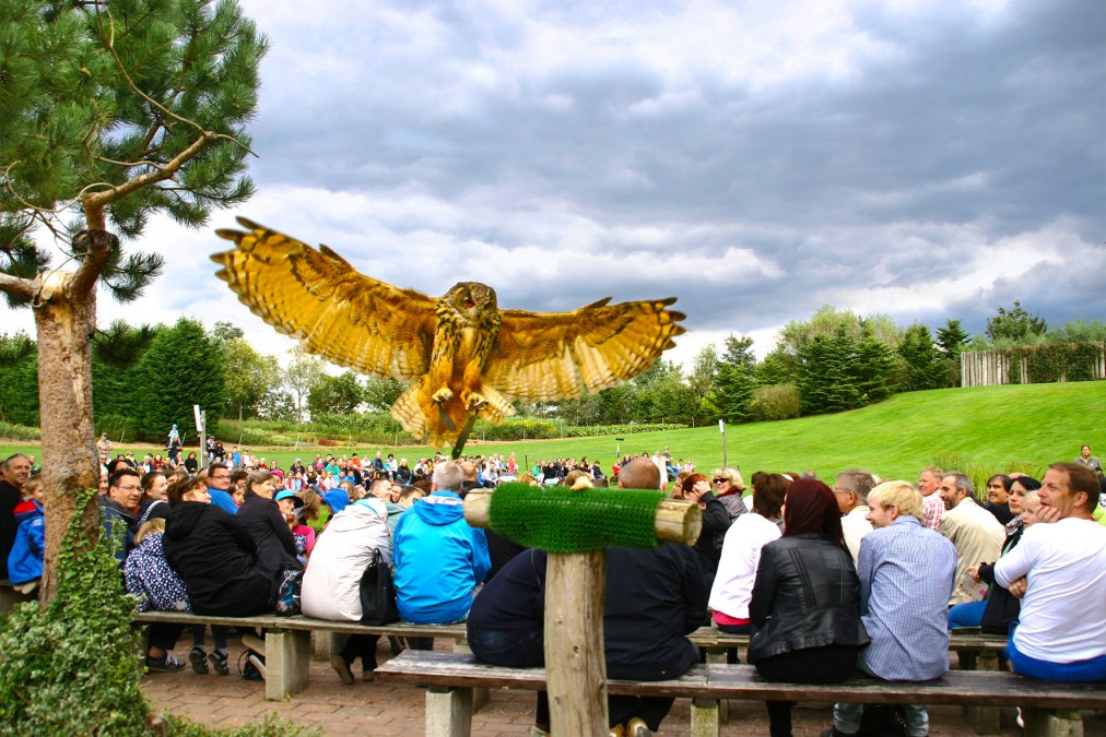 Uhu in der Flugshow, &copy; @ Vogelpark Marlow