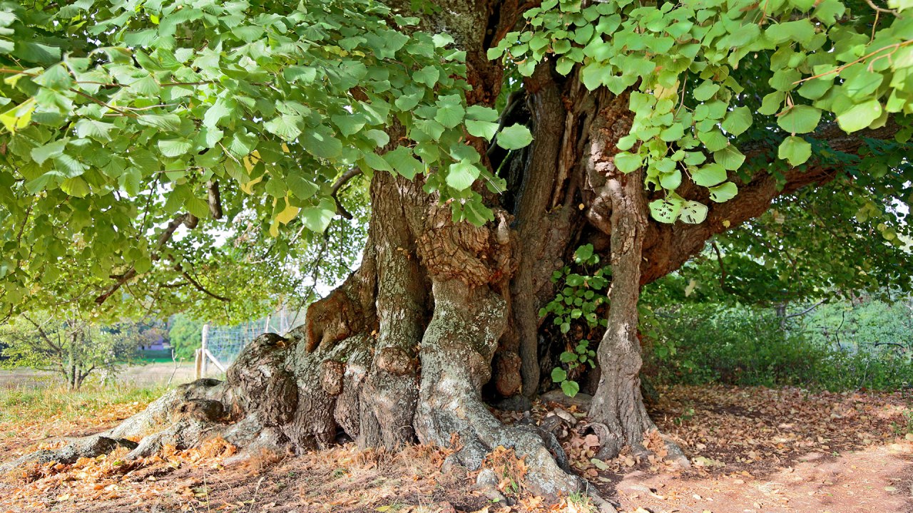 Sommerlinde an der Dorfkirche Speck // &copy; Michael Engelmann