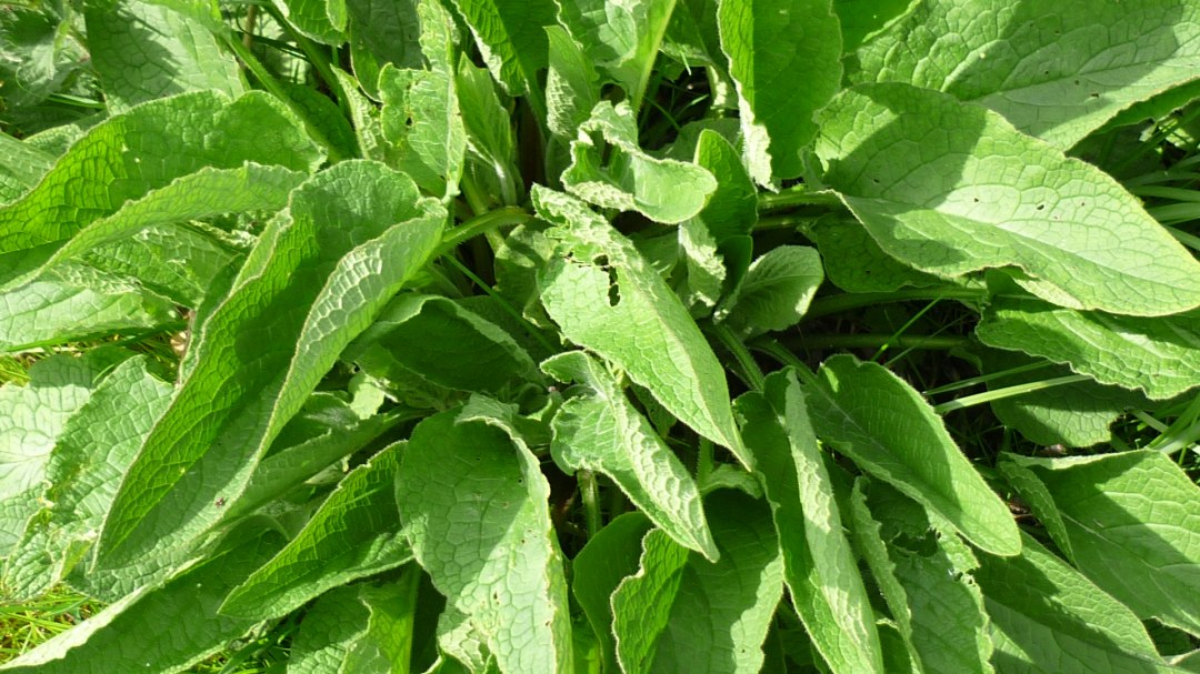 Beinwell, © Pixabay