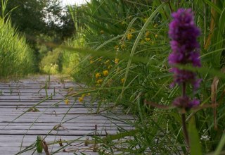 &copy; Kurverwaltung Feldberger Seenlandschaft