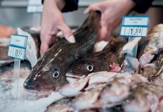 Frischer Dorsch in der Verkaufstheke // © MYFISH-ostsee, © Sebastian Dorbrietz/ WFG Vorpommern Frischer Dorsch in der Verkaufstheke // © MYFISH-ostsee, © Sebastian Dorbrietz/ WFG Vorpommern