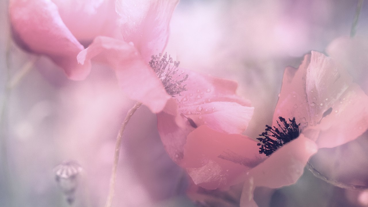 Mohntr&auml;ume // &copy; Monika Iburg