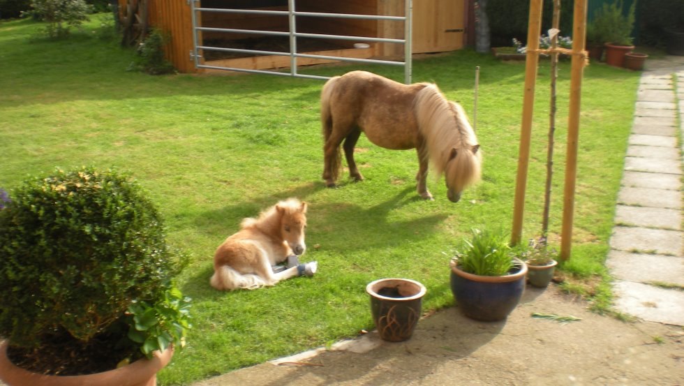 Geniet van het uitzicht vanuit je appartement direct op de paarden // &copy; Haflingerhof Tack/ Volker Tack