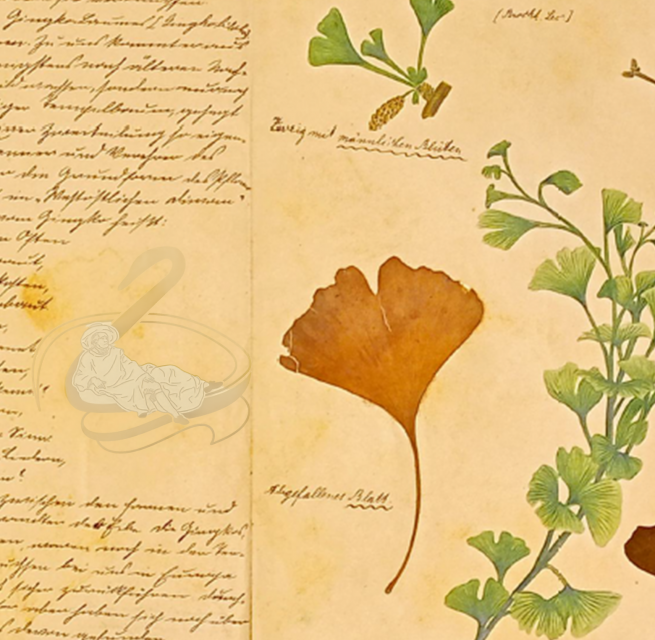 Ginkgo-Herbar aus den Naturhistorischen Landessammlungen // © Müritzeum Ginkgo-Herbar aus den Naturhistorischen Landessammlungen // © Müritzeum