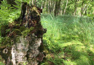 Im Schwing-Moor, &copy; np-msk