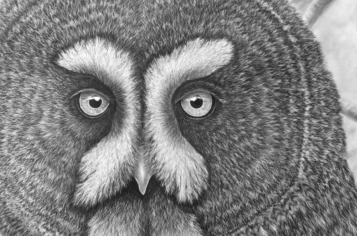 Bleistiftzeichnung von Ralf Wilhelm Schmidt // &copy; Ralf Wilhelm Schmidt/M&uuml;ritzeum