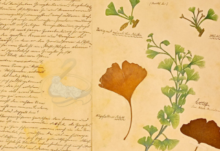 Ginkgo-Herbar aus den Naturhistorischen Landessammlungen // © Müritzeum Ginkgo-Herbar aus den Naturhistorischen Landessammlungen // © Müritzeum
