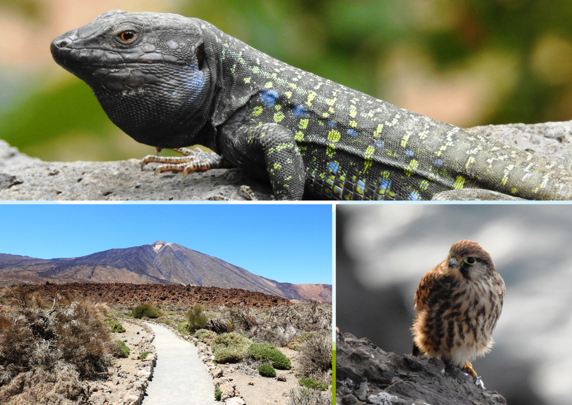 © Regionalbiblbiothek Neubrandenburg © Regionalbiblbiothek Neubrandenburg