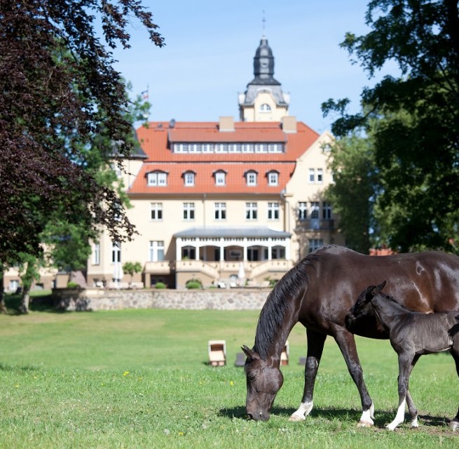 Gestüt Schloss Wendorf // © adfc-Schwerin Gestüt Schloss Wendorf // © adfc-Schwerin
