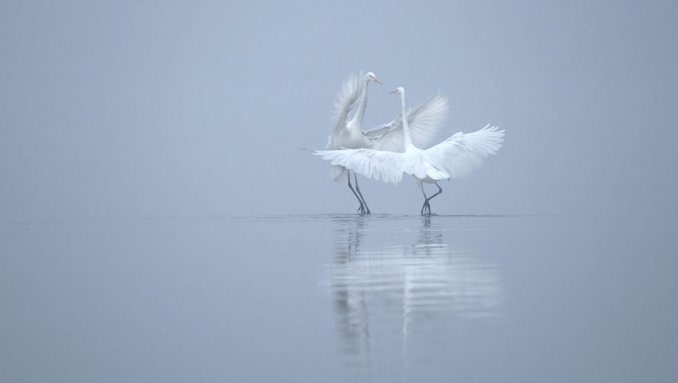 &copy; Monika Lawrenz