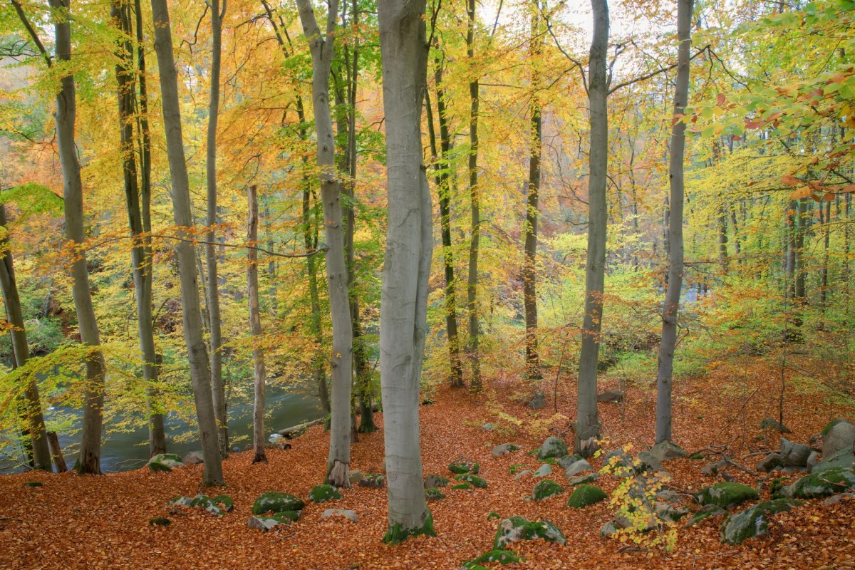Herfst in de Warnow-doorbraakvallei // &copy; Ulf Pipping