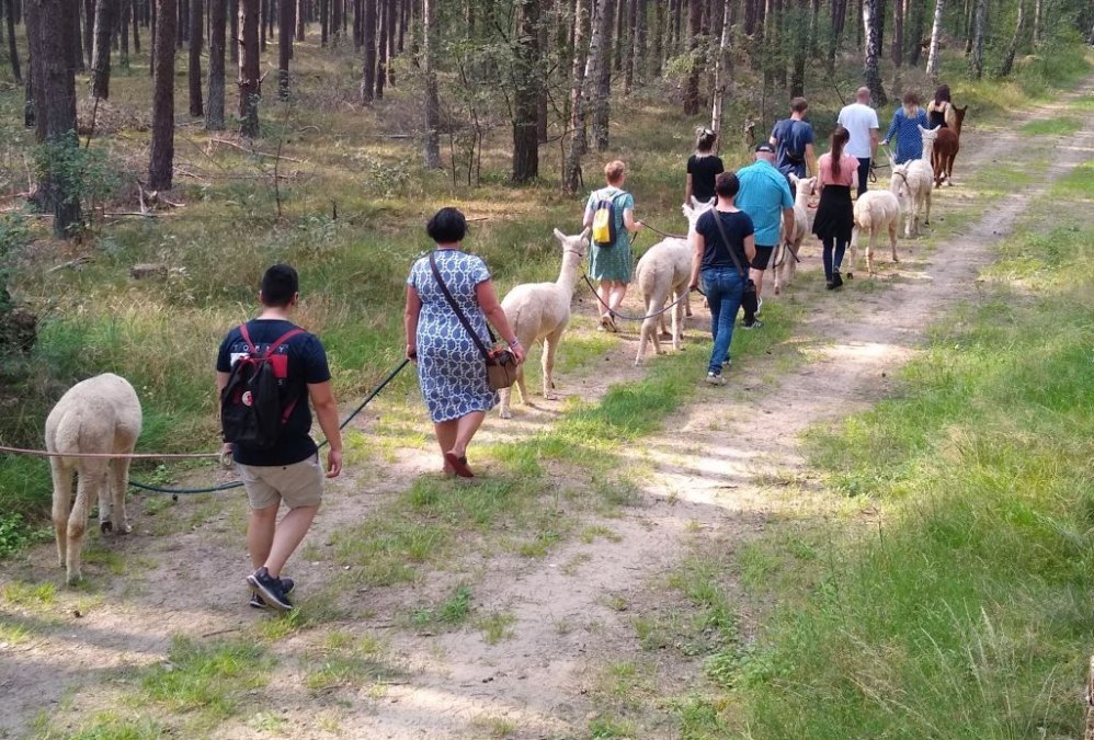 Alpaca wandeling, boerderij Birkenkamp, © © Jennifer Dietel Alpaca wandeling, boerderij Birkenkamp, © © Jennifer Dietel